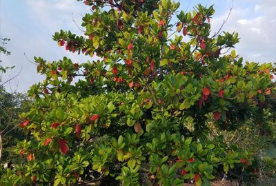 Terminalia catappa - Maharashtra Super Nursery