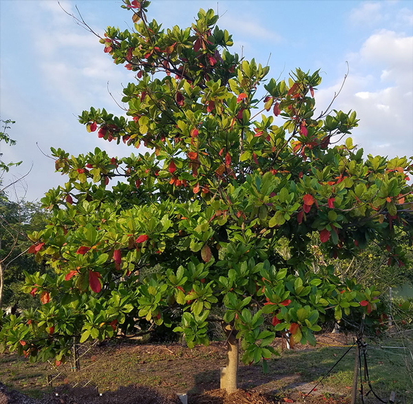 Terminalia catappa - Maharashtra Super Nursery